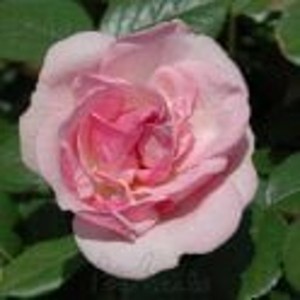 NATHALIE NYPELS (floribunda)